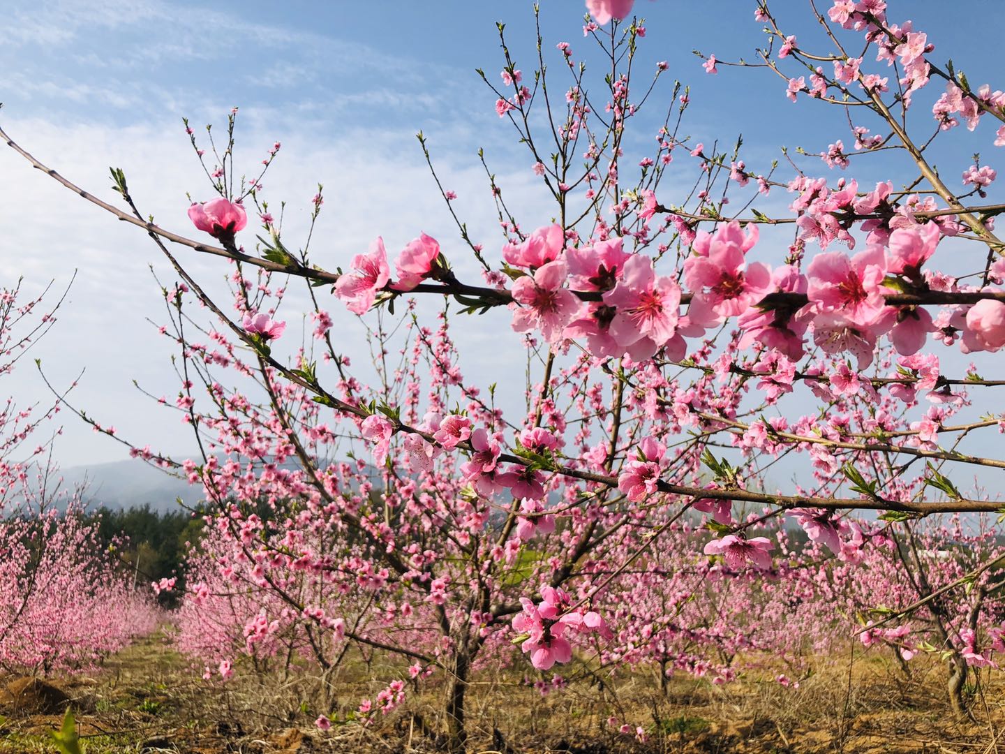 百亩桃花盛开 果农丰收在望