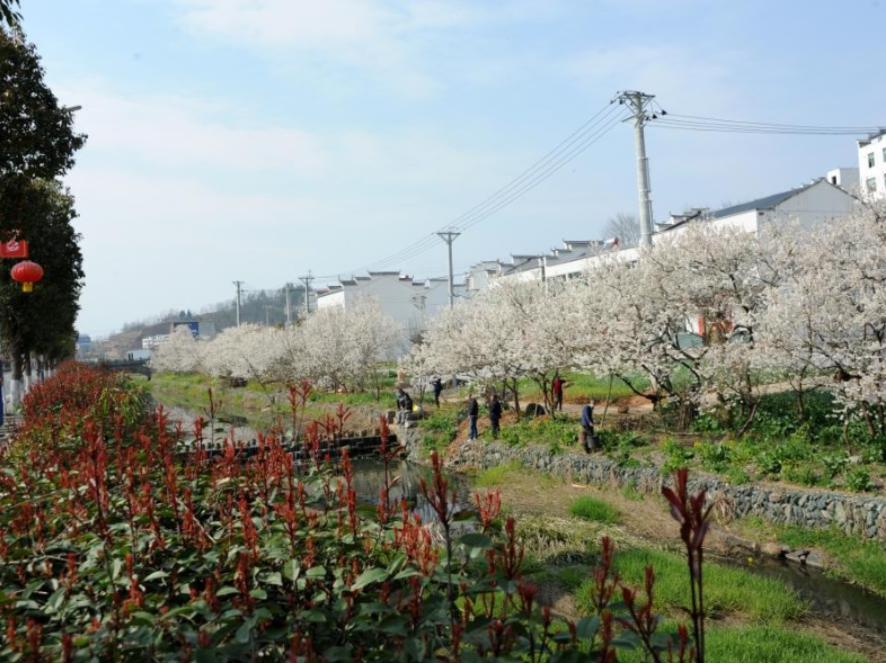 春到竹山花似海