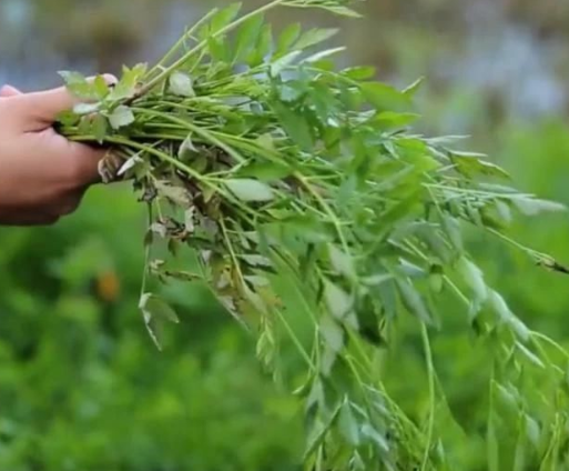 听竹山｜一路春风野菜香