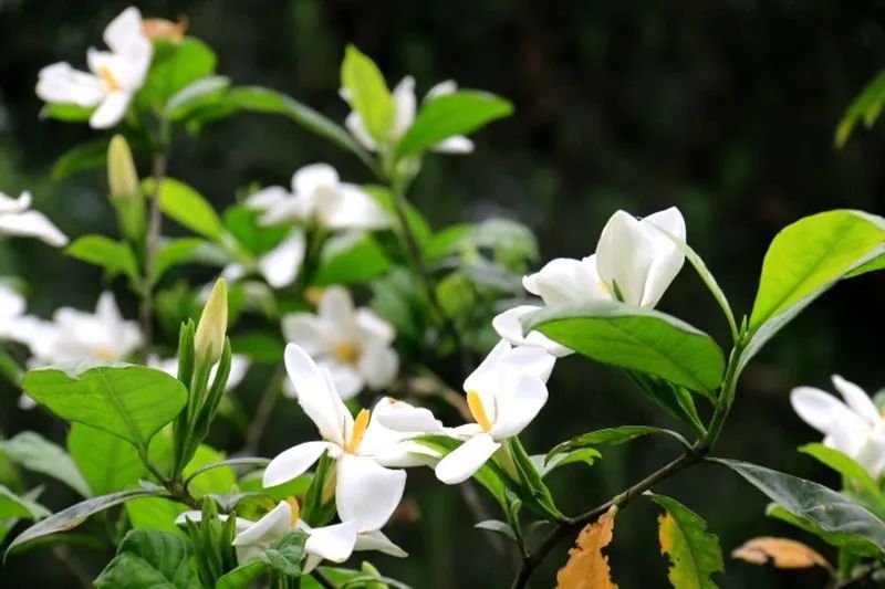 听竹山｜栀子花开惹人醉