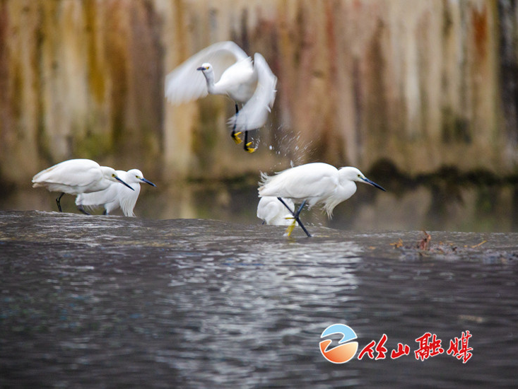 竹山小漩水电站坝下湿地成为鸟儿乐园