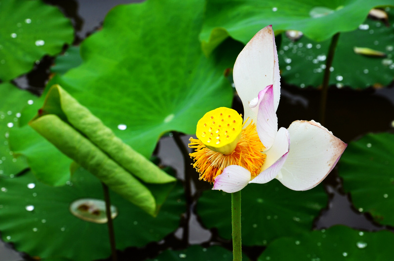 竹山龙井：花莲盛开