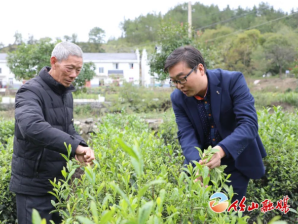 山上茶园、山中黄牛、山下香菇…竹坪乡村振兴好热闹！