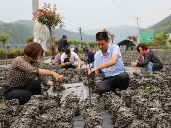 竹山：菌菇种植助力乡村振兴