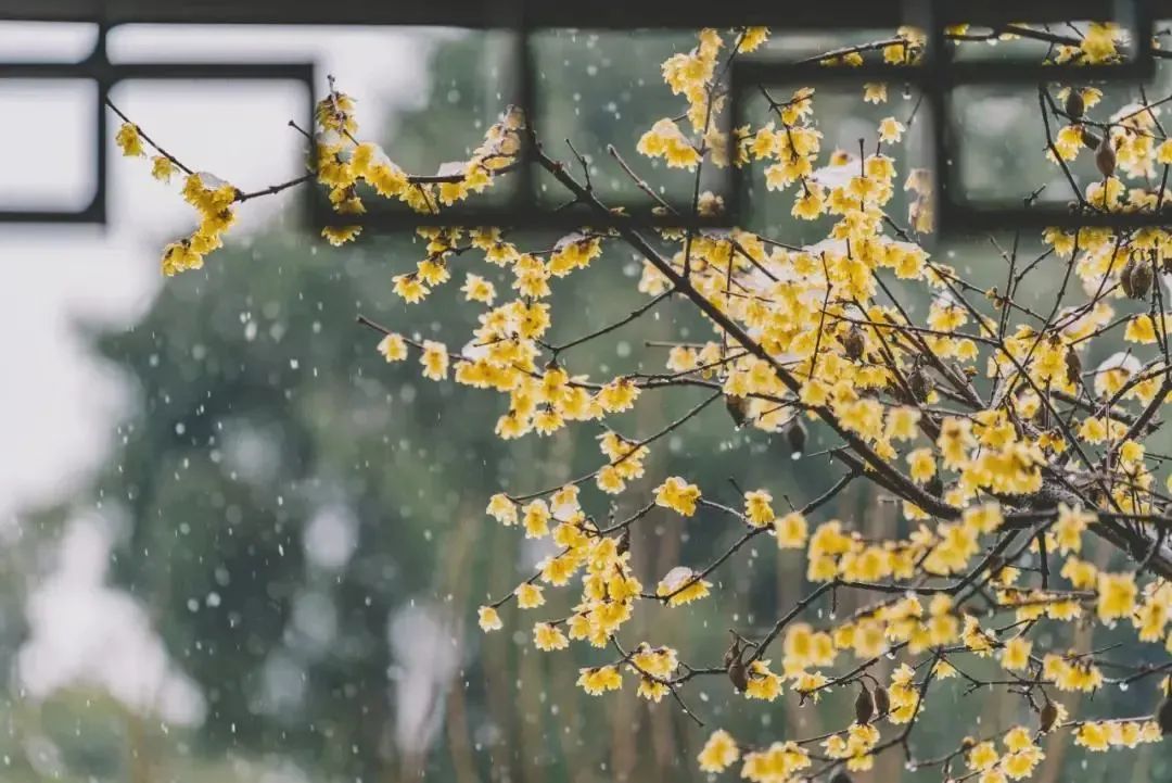 听竹山｜春夜喜雨