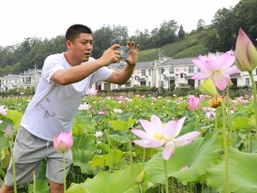 五福龙井旅游区荷花绽放引客来