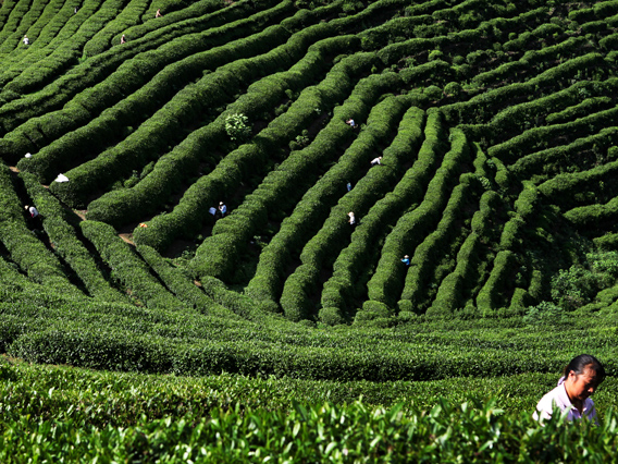 开发优质大叶茶资源　提升竹山茶产业效益——关于竹山县大叶茶产业高质量发展的调研报告