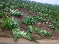 竹山部分乡镇遭大雨冰雹袭击  农户受灾