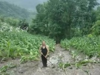 竹山部分乡镇遭大雨冰雹袭击  农户受灾