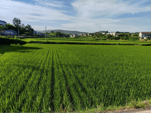 桃花源里耕新田